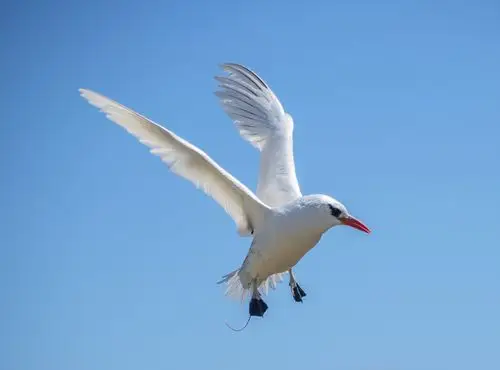 红色,热带,鸟,飞,空中,马达加斯加,印度洋