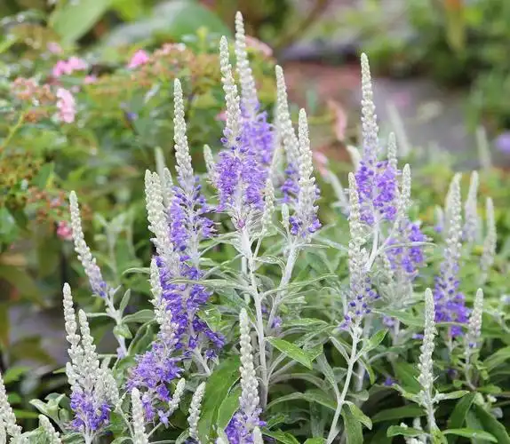植物大赏银叶婆婆纳