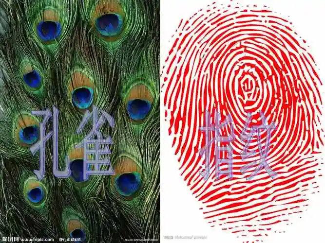 人教新课标三年级上册美术 9《天然的纹理》课件(共16张ppt).