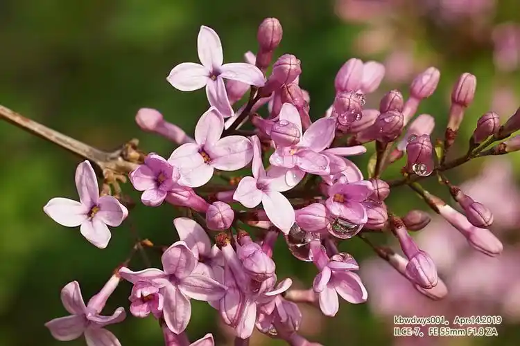 微信九宫格植物园裂叶丁香