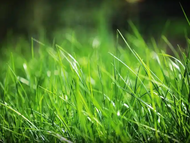 草,草地,绿色,护眼,清新,春天,春日,生机盎然,拥抱绿色,风景草壁纸