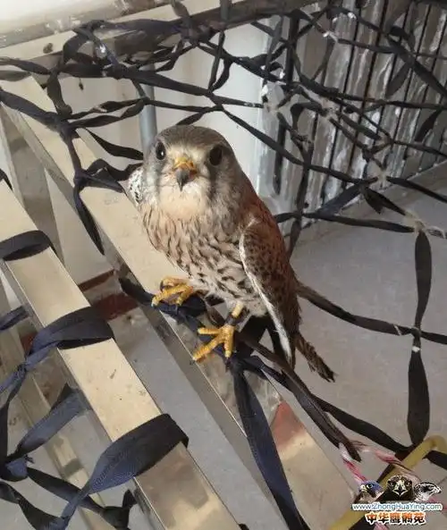 这是什么鹰 在宠物店看到的 要价150.老婆不让买哎