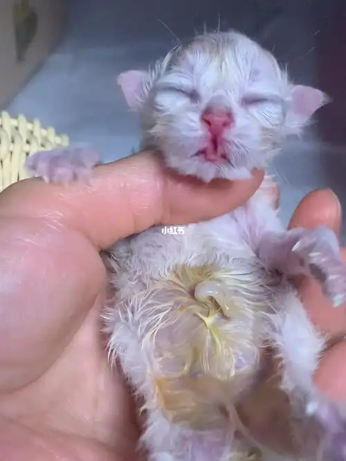 新出生的小宝宝这个样子欧血银渐层