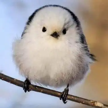 动物可爱萌头像