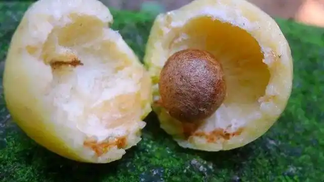 东莞好玩的"铃铛果"