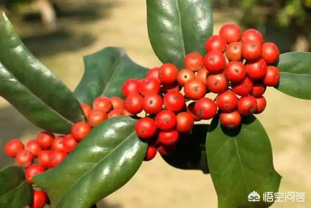 为啥有些农村人家种老虎刺有什么作用