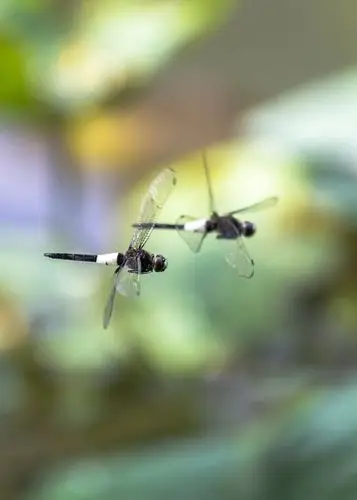 蜻蜓飞舞——摄于2020.06.26