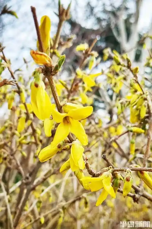 连翘含苞迎春来_花苞_李村_吴璟