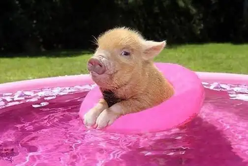 2020年生肖猪,咸鱼翻身,姻缘事业来相聚,步步高升