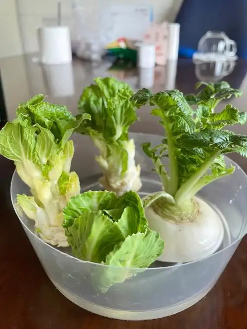 水培蔬菜02送你一点春色