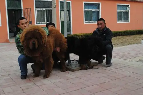 巨灵兽配狮驮--藏獒信息网