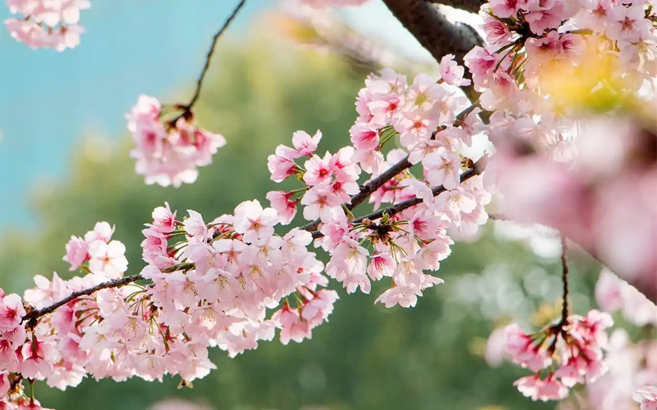 唯美粉嫩的樱花图片桌面壁纸下载