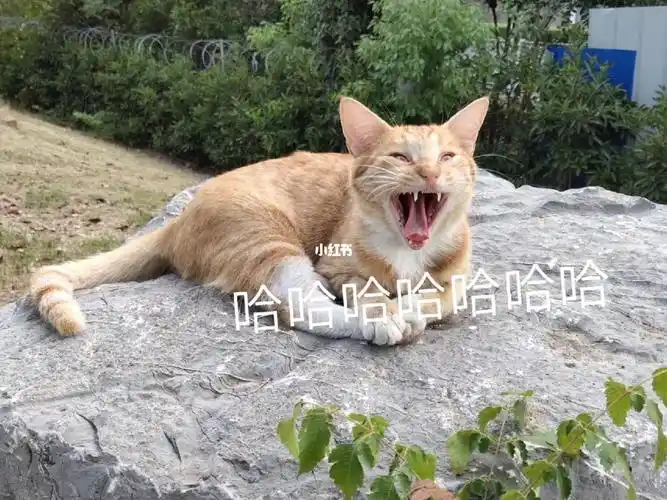 在学校碰到了小橘,想着抓拍几张照片,然后就有了这些表情包小橘很可爱