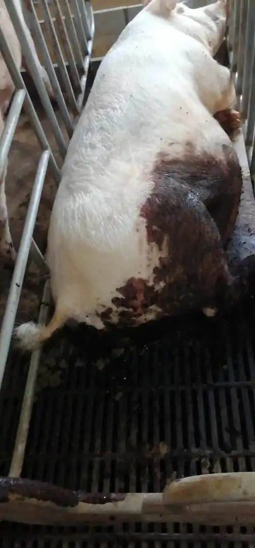 怀孕后备母猪,突然大便出血,全身苍白.二天左右死亡.