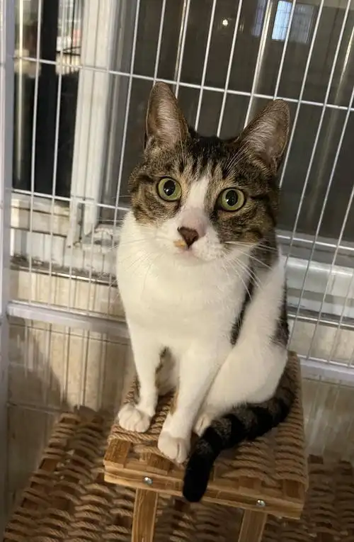 中华田园猫狸花加白