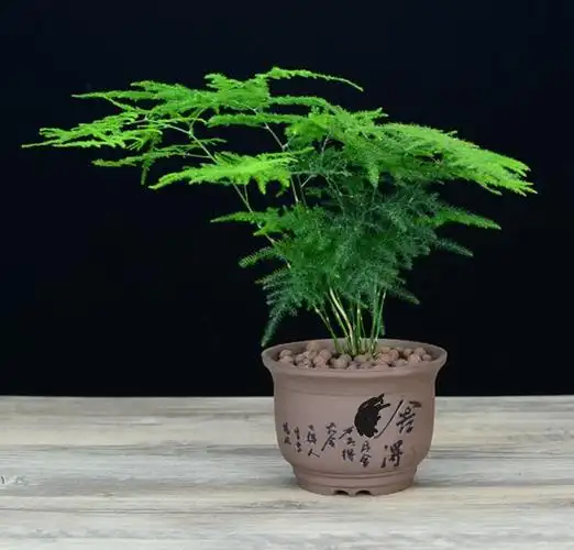 文竹放在哪里风水好摆放的禁忌