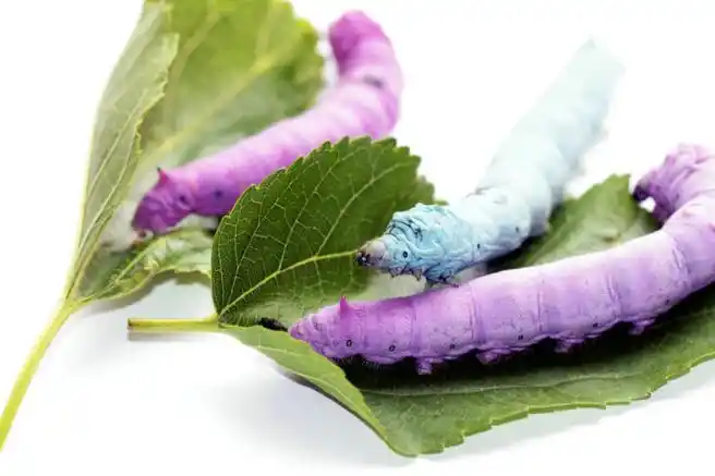 彩色蚕宝宝的介绍