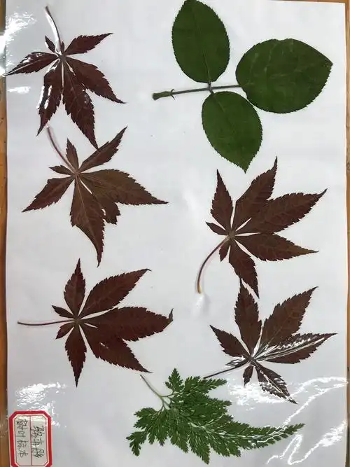 树叶标本制作
