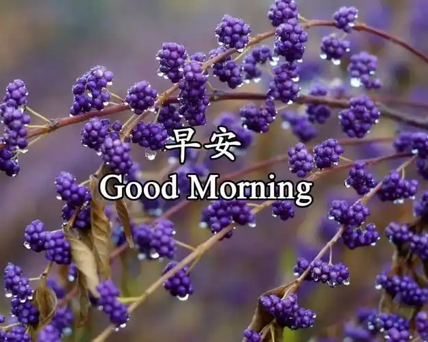 每日心语早安心语带字图片清新高雅的早上好图片