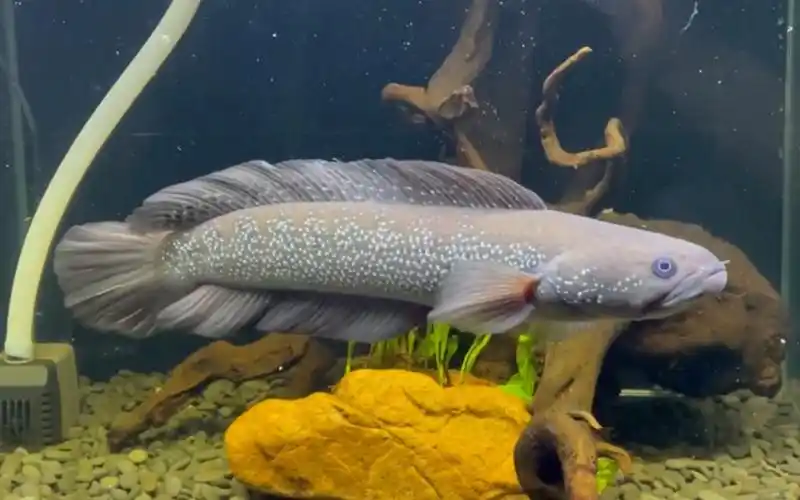 35cm雍容华贵的月鳢雷龙