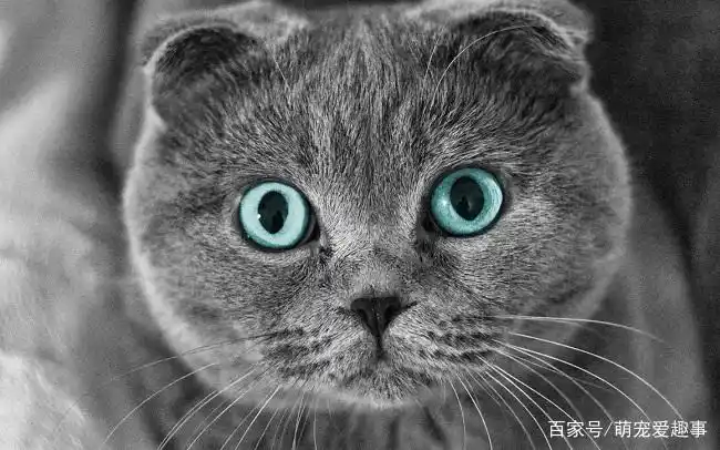 世界十大名贵猫,十大最贵名猫都在这里!