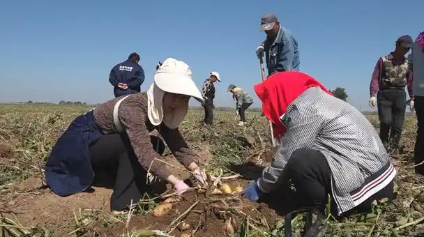 内蒙古商都县小海子镇,太空马铃薯采收.成丽娟 摄