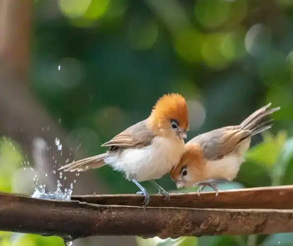 盈江拍鸟(三)——呆萌的黑眉鸦雀