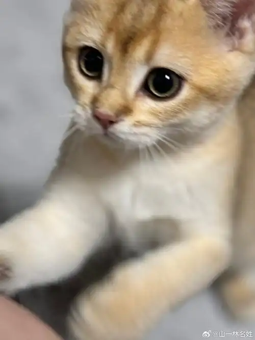 小少爷的尴尬期#金渐层