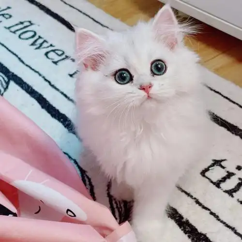 长毛银渐层宝宝成都猫舍