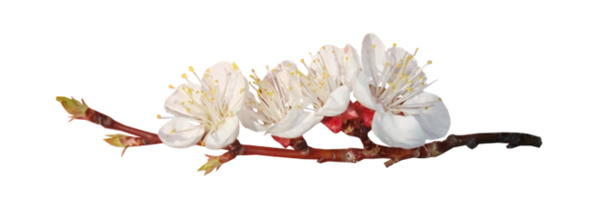 花枝花草免抠png图片素材第①集