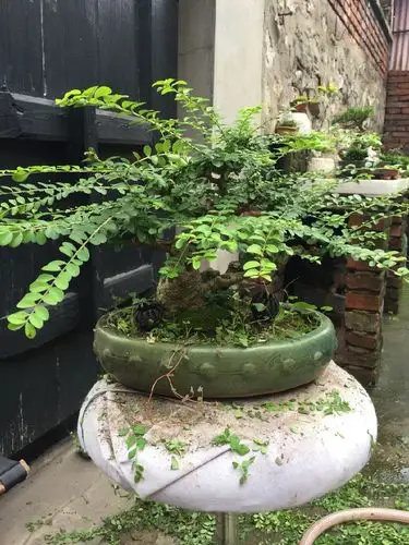 给小叶女贞盆景剃头理发小叶女贞盆景瞬间丑小鸭秒变白天鹅