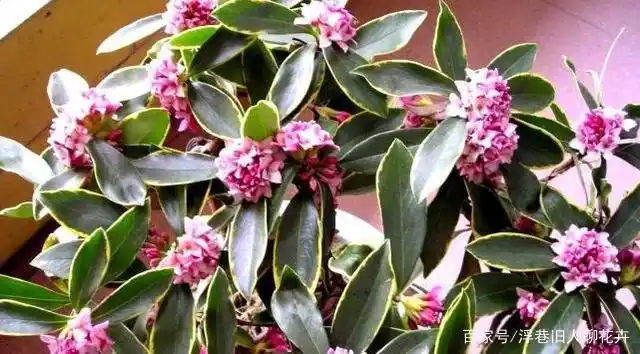 秋季瑞香还没有恢复生长,叶子萎蔫下垂,找对原因,冬季开爆盆