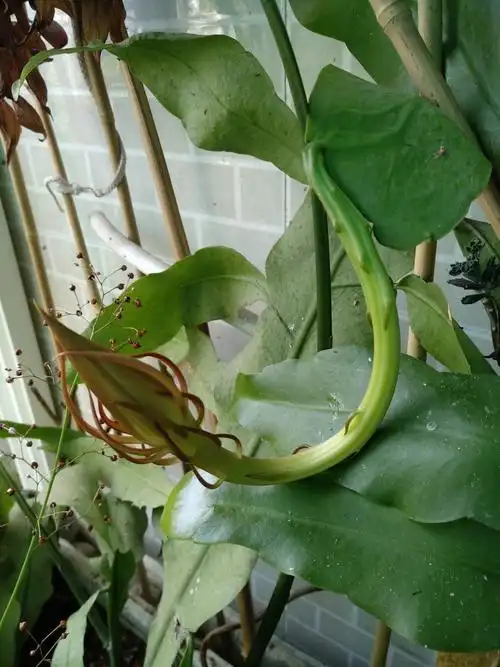 十四号的昙花花苞.