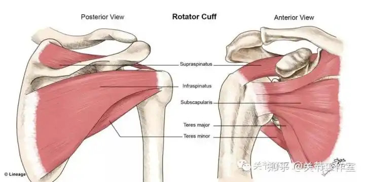 肩袖的解剖图:(左)前面观,(右)后面观