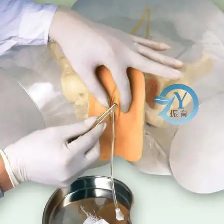 透明女性导尿模型