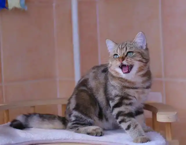 金渐层虎斑小虎下山