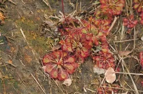 落地金钱,见过吗?清热利湿,凉血解毒.用于咽喉肿痛,肺热咳嗽