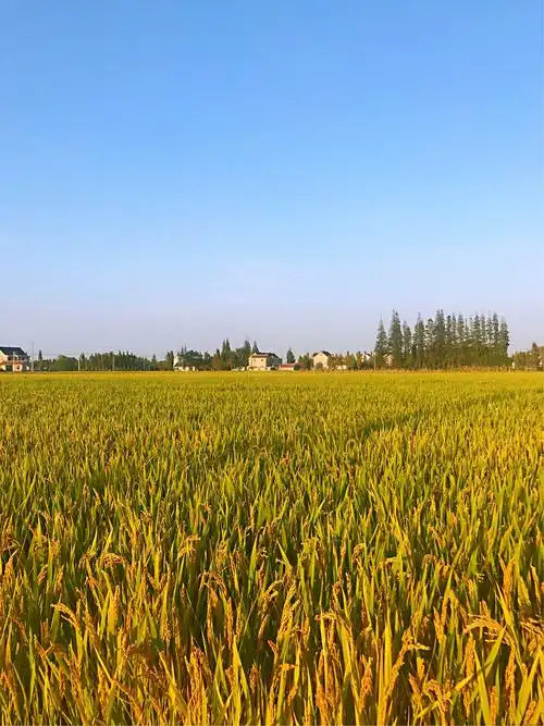 秋天美,秋天的田野更加的美!秋天,田野里一片金黄,美丽至极!不信?请看