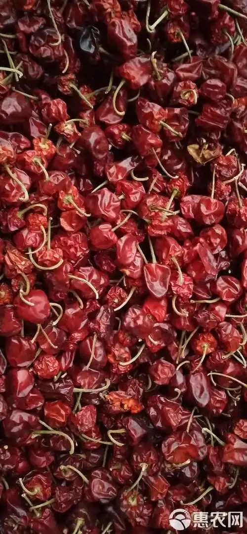 贵州遵义 虾子灯笼椒