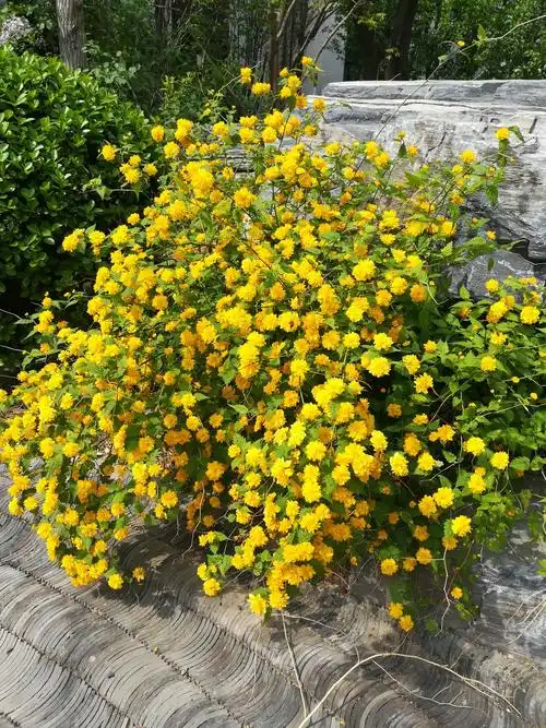 四月中旬的棣棠