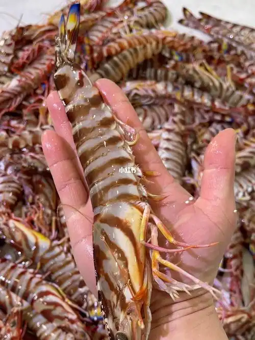 活竹节虾大号活体鲜活发货