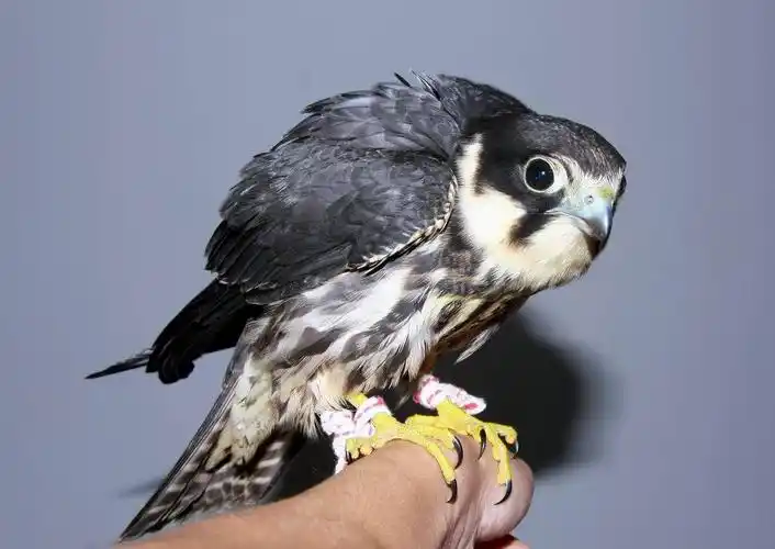 训练服的鹰-燕隼