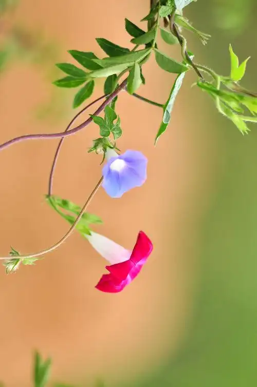 1024_1542竖版 竖屏