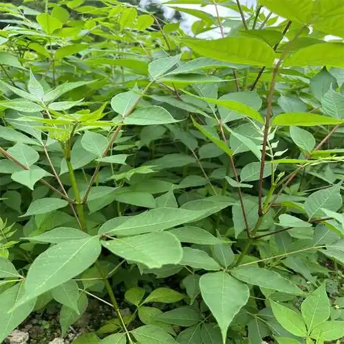 黄柏树 厚皮黄柏苗 黄柏小苗 一年生苗木农天苗木苗圃基地 信誉**