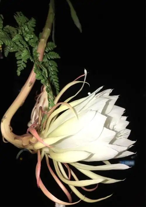 记录昙花开花的全过程20:00……23:30分