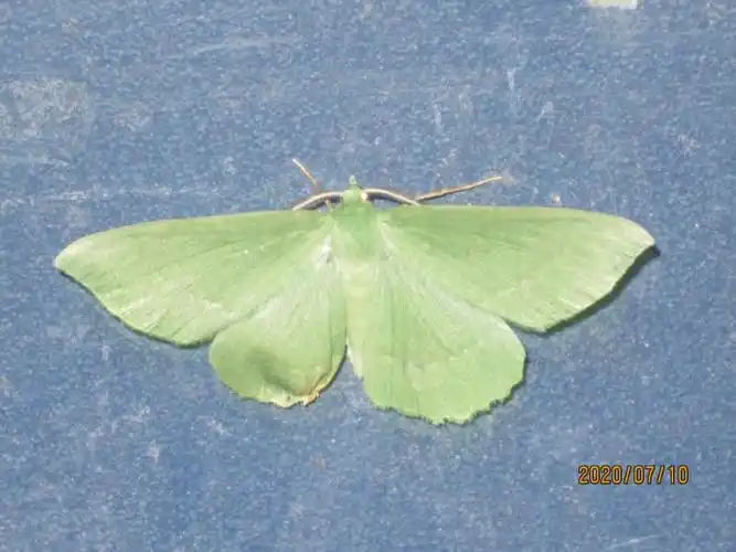 承德 打鹿沟 绿尺蛾属若干种