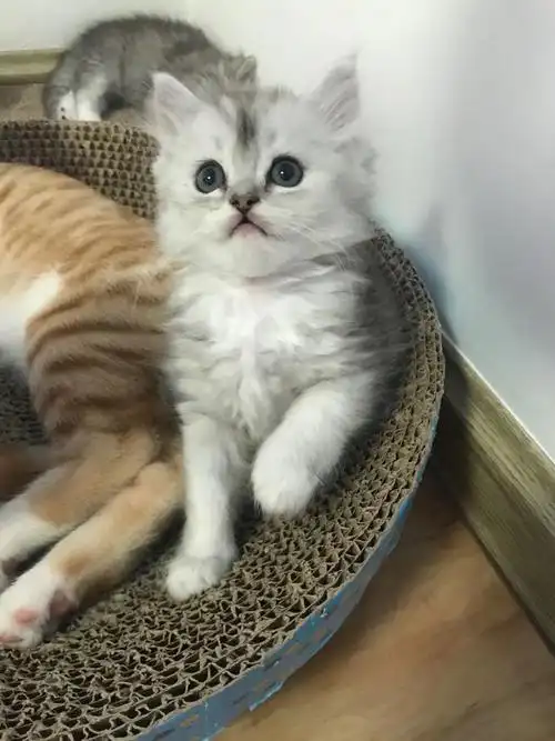 家养 幼猫 英短银渐层