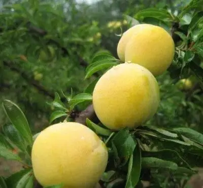 玉皇李——湖北孝感它在古代曾是贡品,和李子相似价格却高15倍,种植者