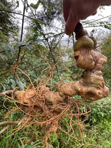 鲜黄精野生生新鲜500g特级九华华山肉头正品黄精