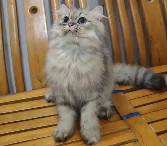 低价转让家养金吉拉弟弟稀有金色